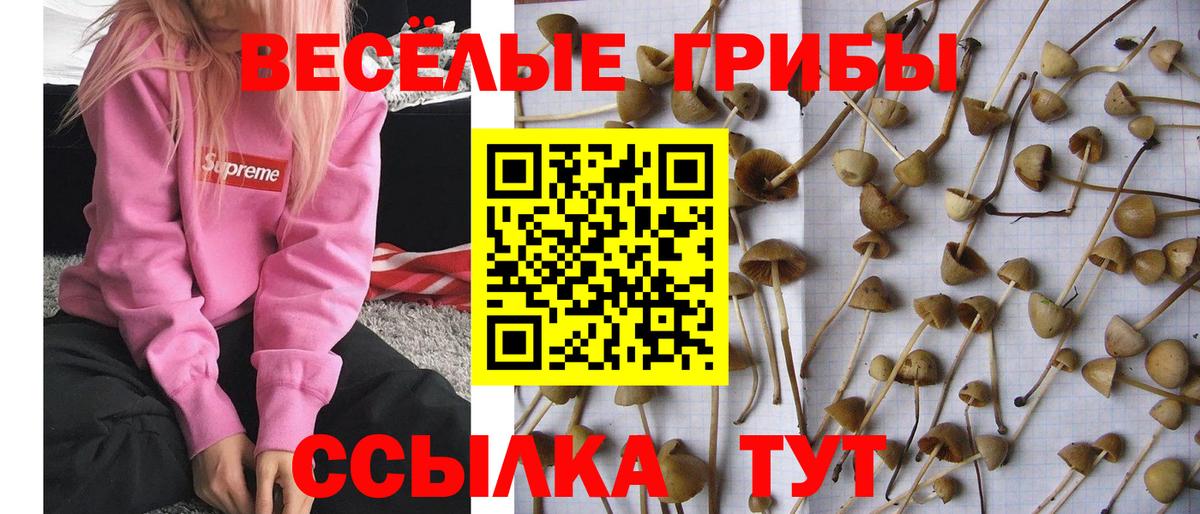 Галлюциногенные грибы ЛСД Щёкино